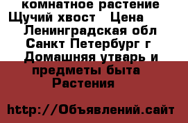 комнатное растение Щучий хвост › Цена ­ 700 - Ленинградская обл., Санкт-Петербург г. Домашняя утварь и предметы быта » Растения   